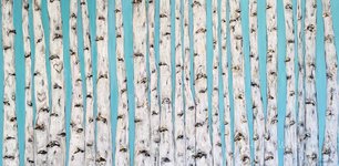White Birches