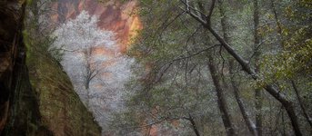 Sedona I
